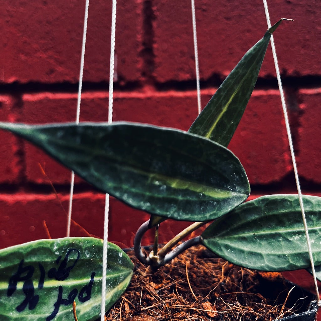 Hoya macrophylla Pot of God-myBageecha