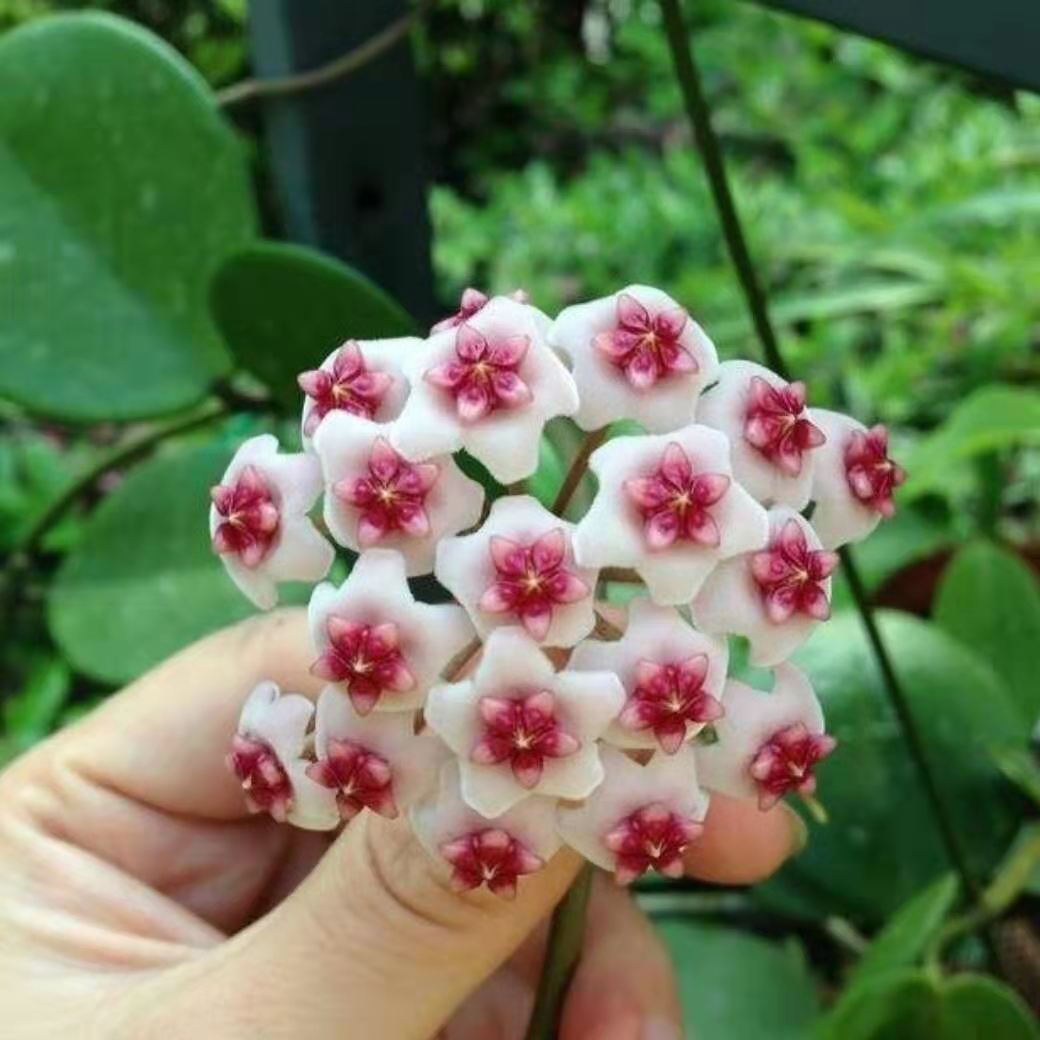 Hoya Obovata-myBageecha
