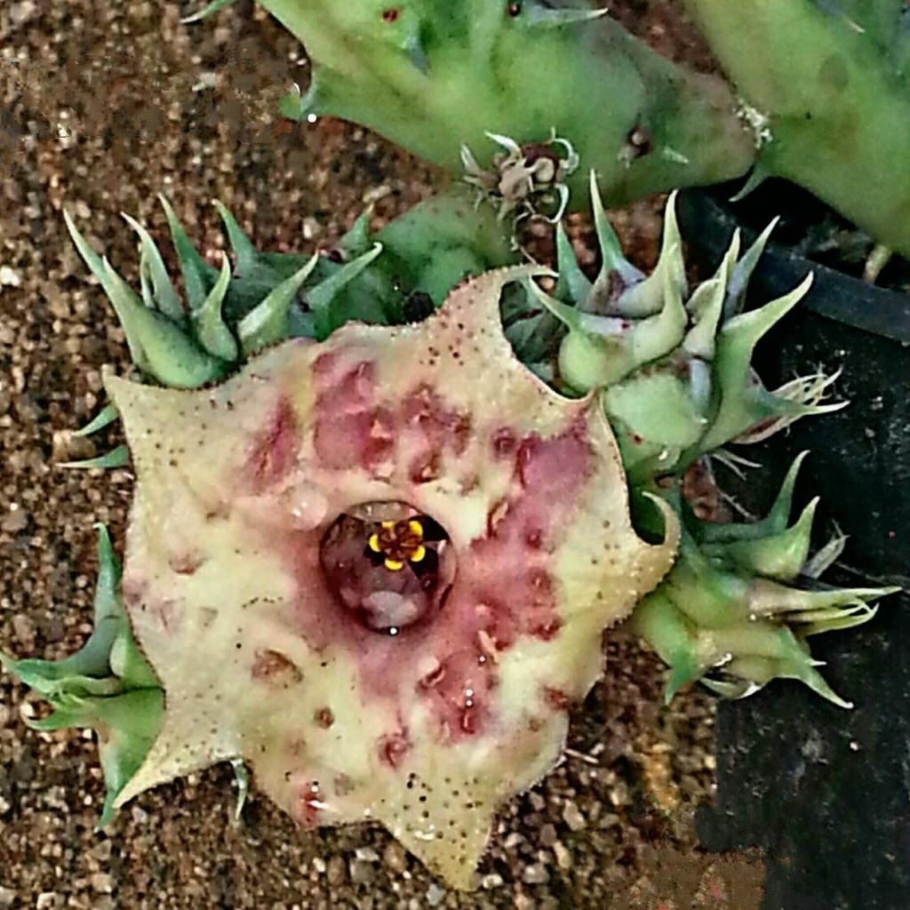 Huernia SP Succulent Plant-myBageecha