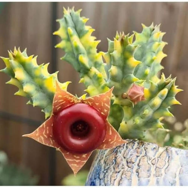 Huernia zebrina Variegata – Variegated Summer Succulent Plant