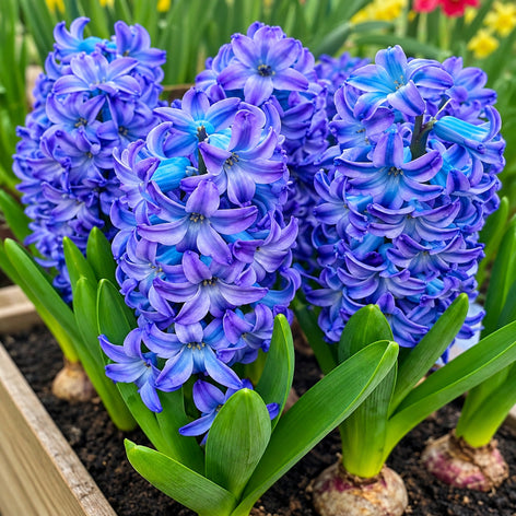 Hyacinth 'Aqua' – Light Blue Fragrant Flower Bulbs