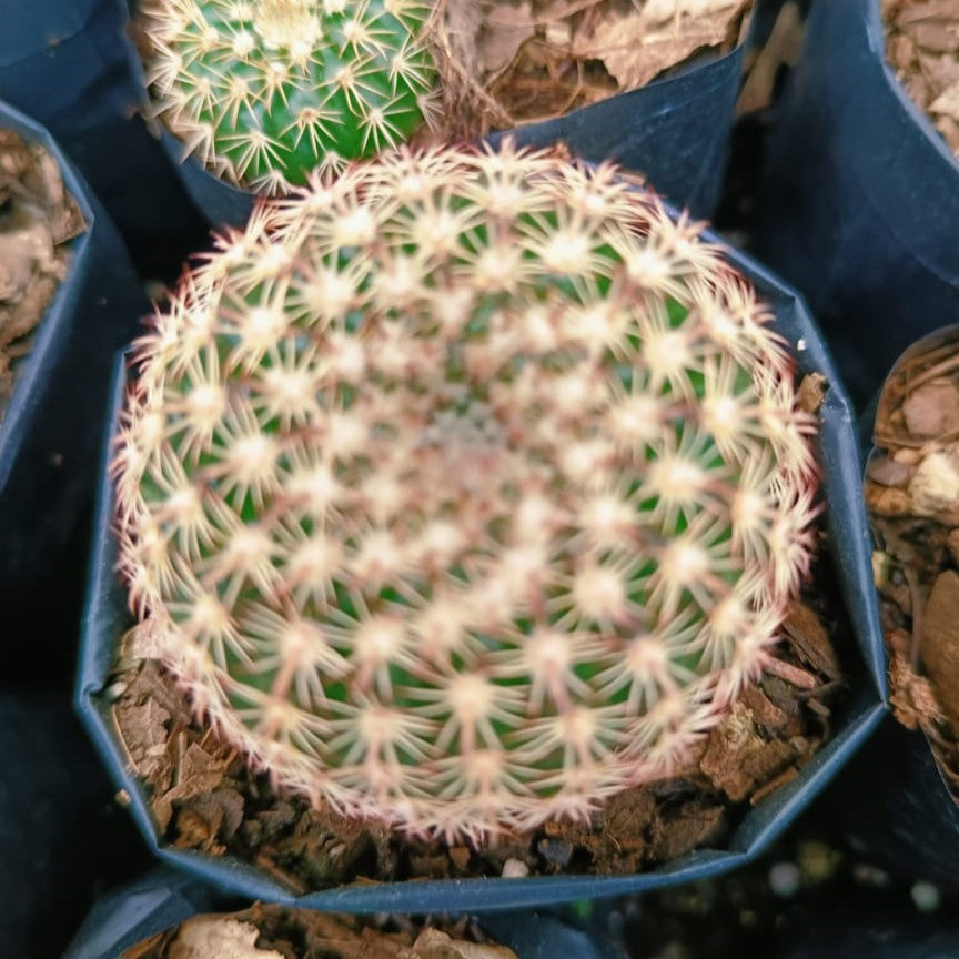 Notocactus elegans Cactus Plant - myBageecha