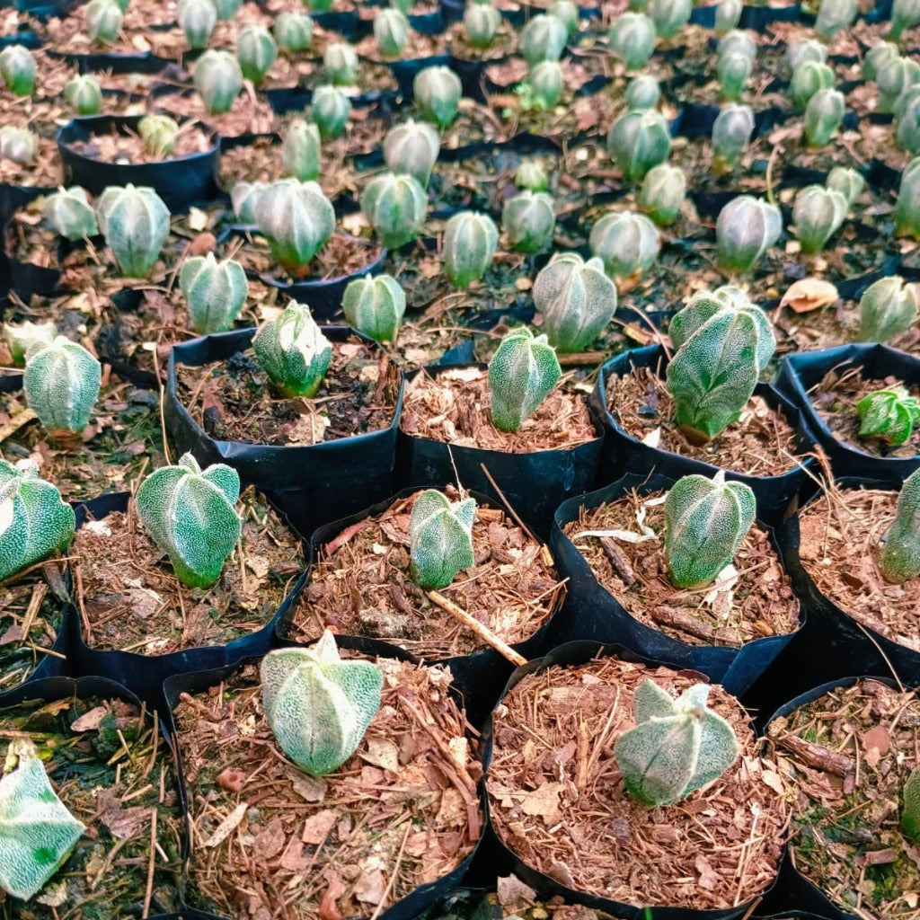 Astrophytum Myriostigma Bishops Cap Cactus Plant - myBageecha