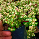 Portulacaria Afra Medio picta Variegata Succulent Plant