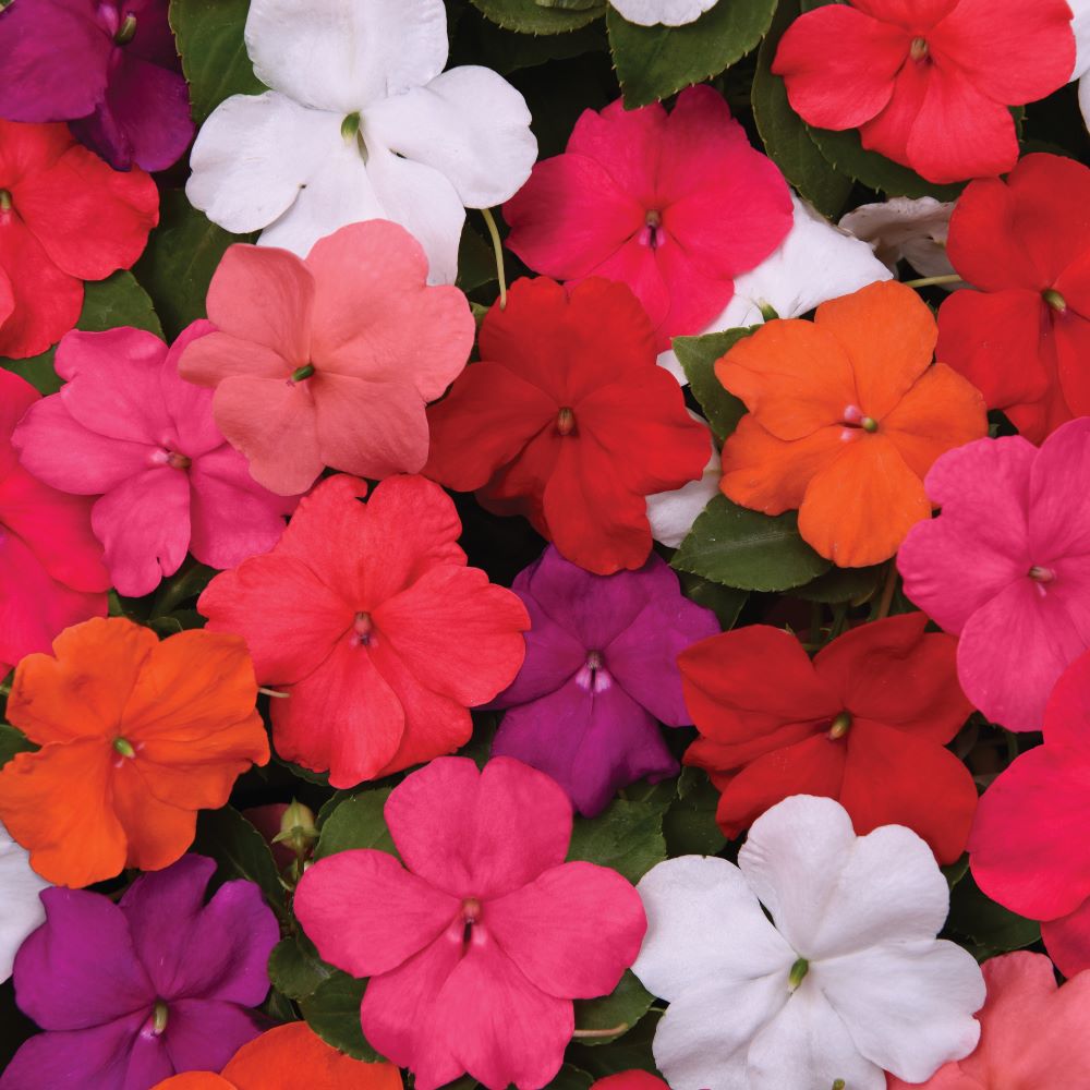 Impatiens Beacon Mix Flower Seeds-myBageecha