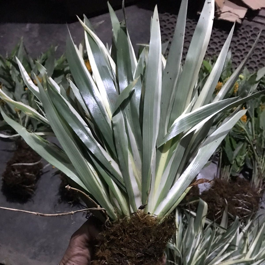 Iris pallida 'Albo Variegata'  (Bulbs)