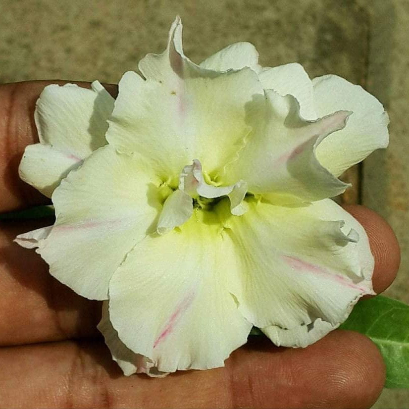 Ivory Whisper Adenium Plant-myBageecha