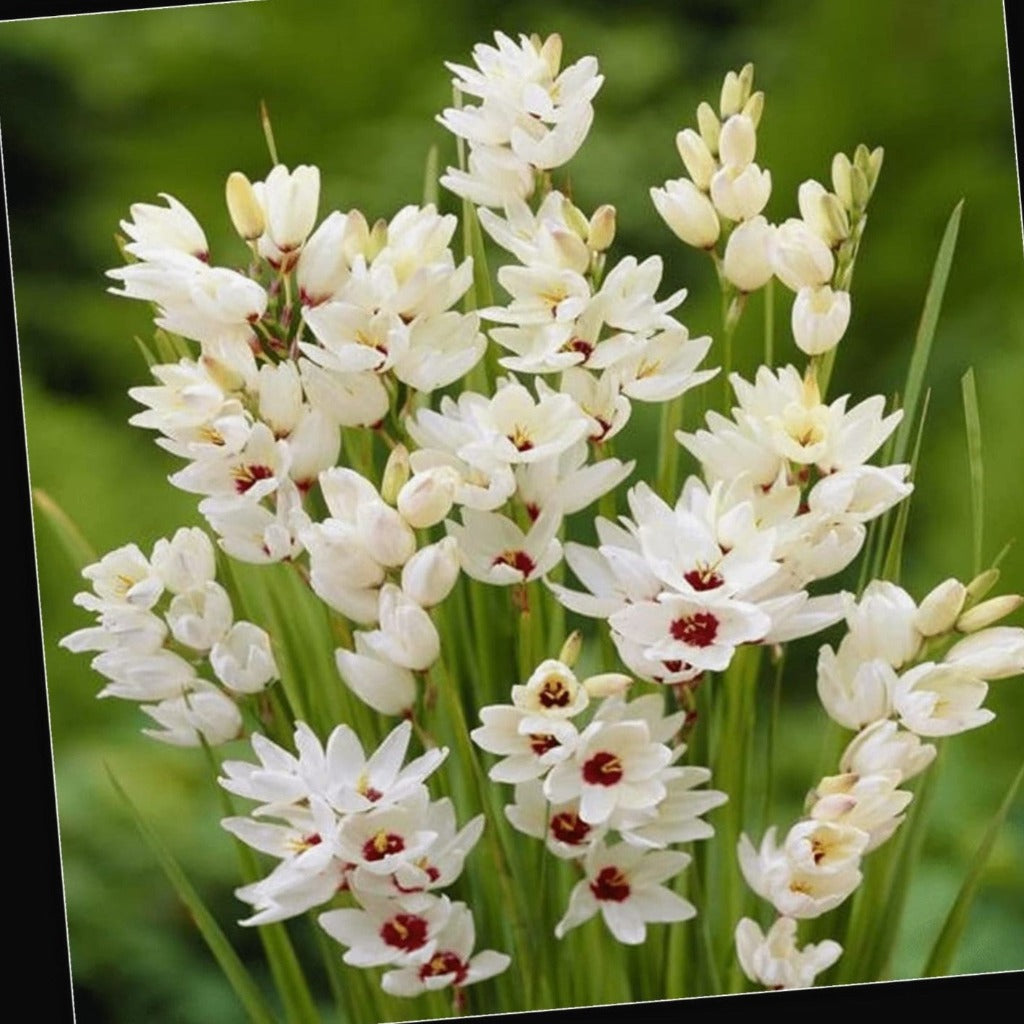 Ixia Giant White (Bulbs)-myBageecha