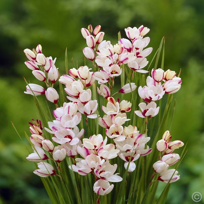 Ixia Color Ixia Giant White Bulbs – Starry White Summer Flowers