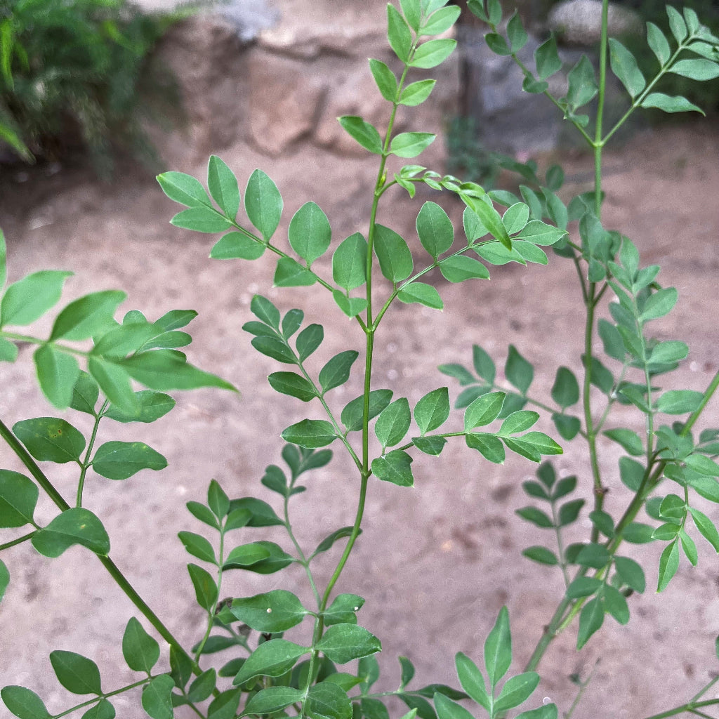 Close of Jasminum Grandiflorum Chameli Plant leaves 