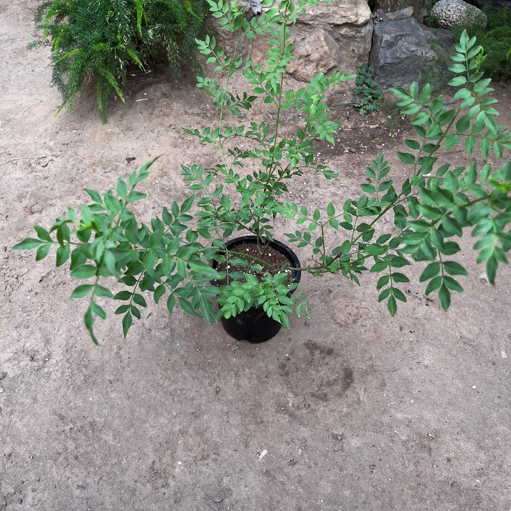Jasminum Grandiflorum Chameli Plant - myBageecha