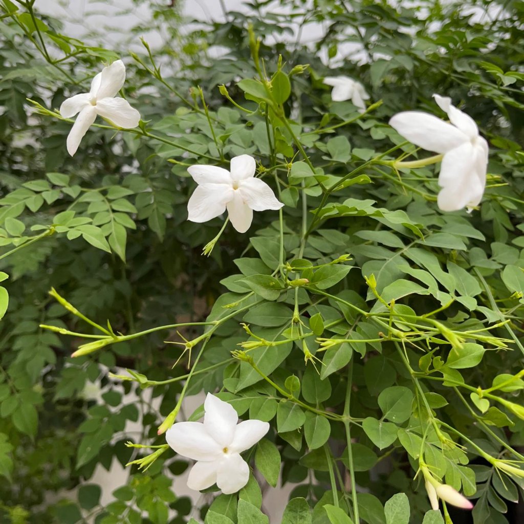 Jasminum Grandiflorum Chameli Plant-myBageecha