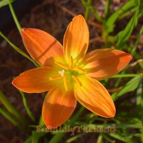 Rain Lily 'Jva' (Bulbs)-myBageecha