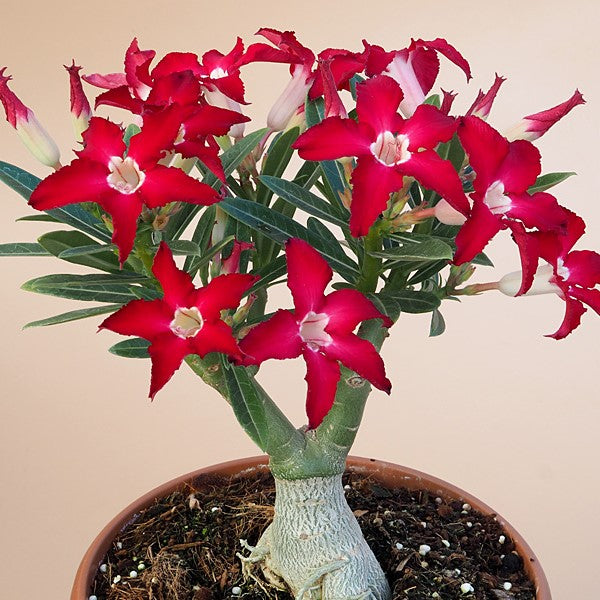 Jester Flock Adenium Plant - myBageecha