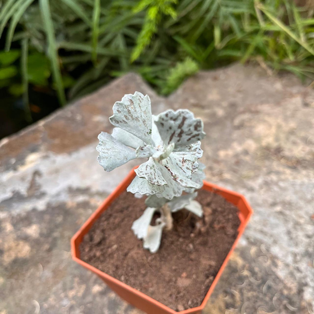 Kalanchoe Rhombopilosa Succulent Plant-myBageecha