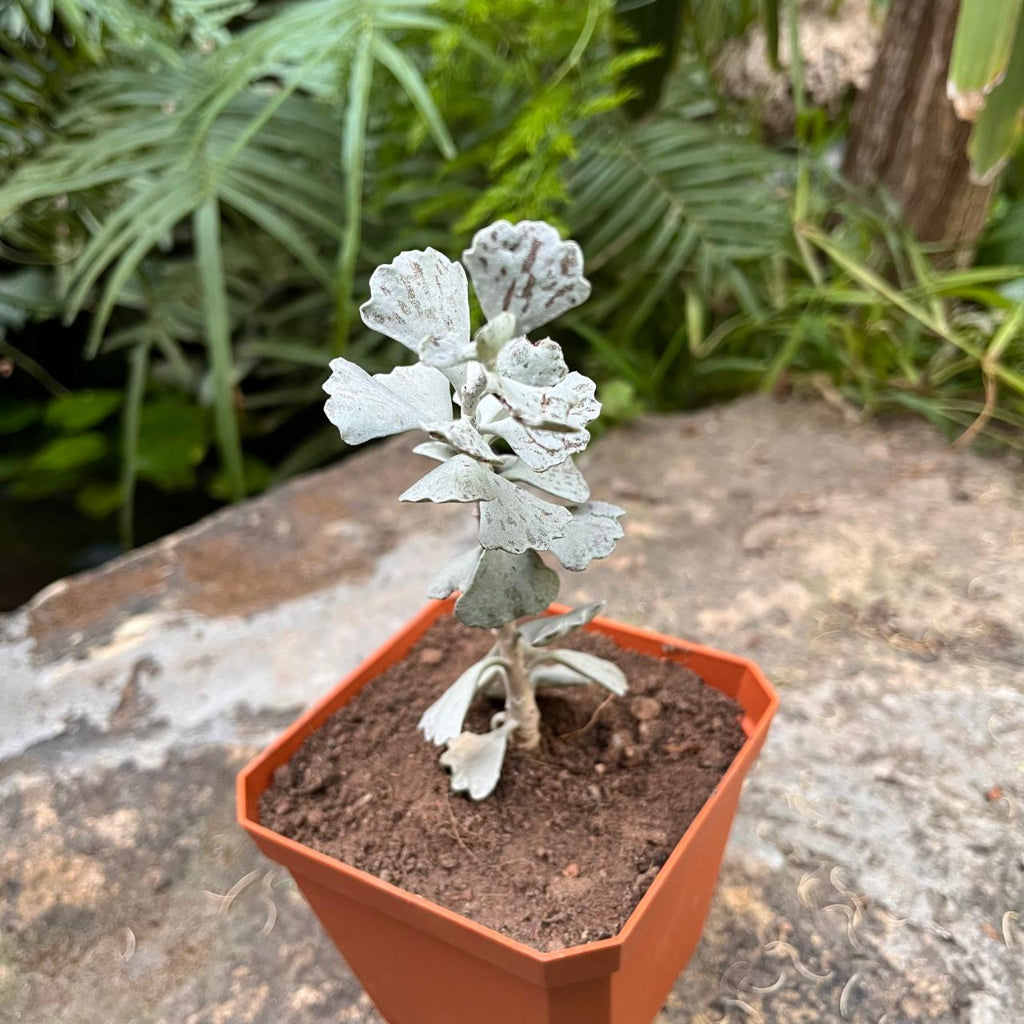 Front view of Kalanchoe Rhombopilosa Succulent Plant