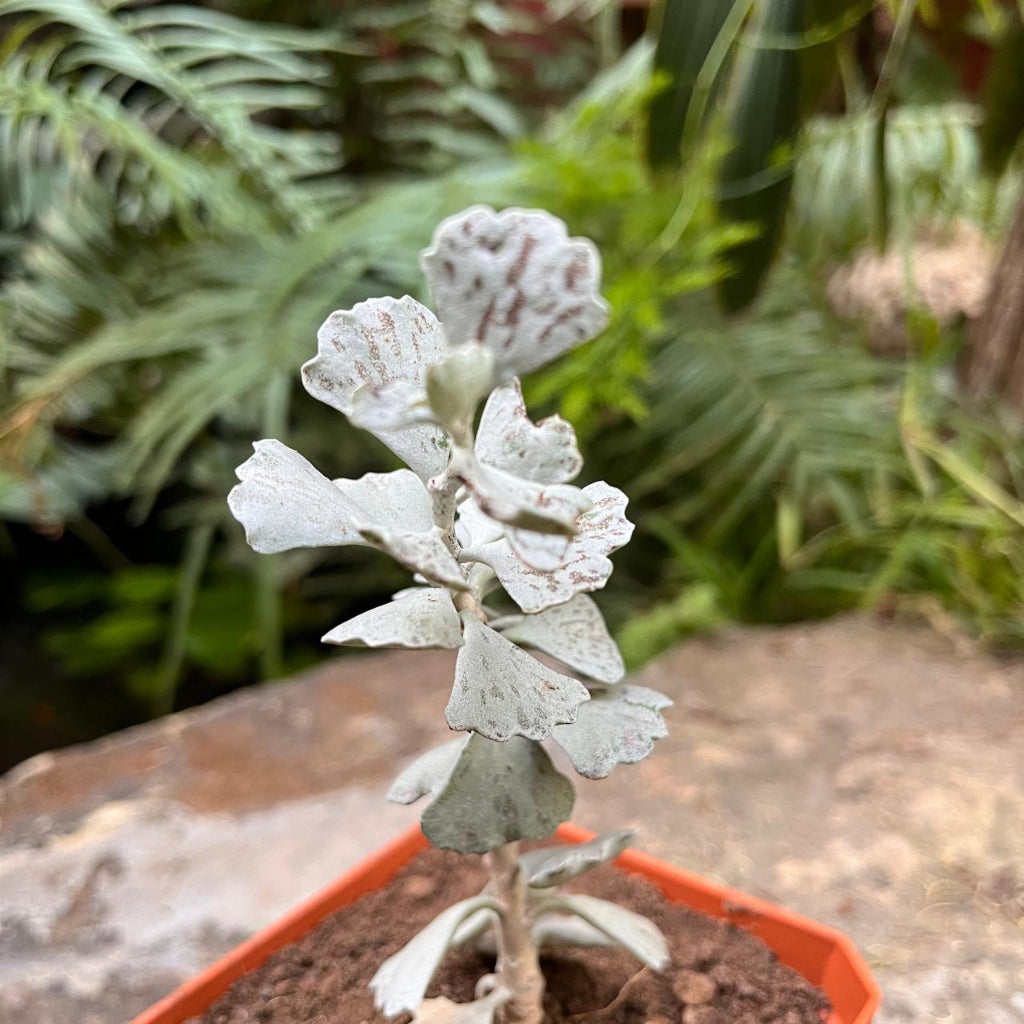 Close up of Kalanchoe Rhombopilosa Succulent Plant