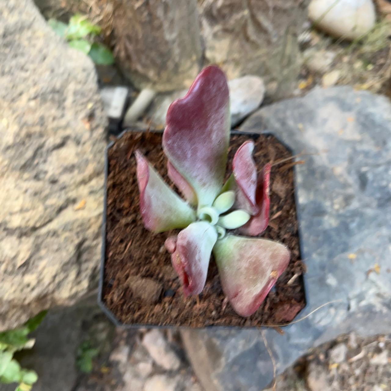 Kalanchoe Thyrsiflora Monstruosa Succulent Plant