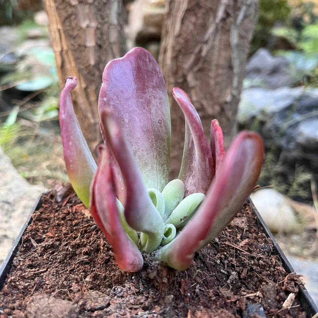 Kalanchoe Thyrsiflora Monstruosa-myBageecha