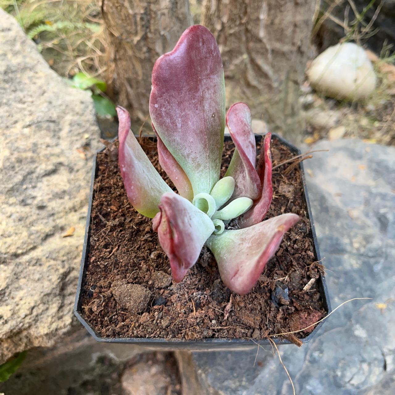 Kalanchoe Thyrsiflora Monstruosa Succulent Plant