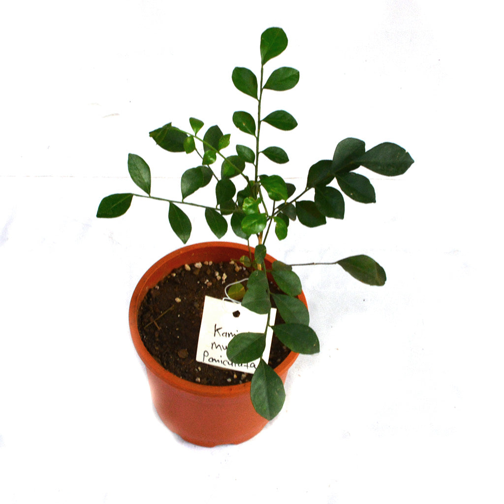 Kamini Murraya Paniculata Plant - myBageecha