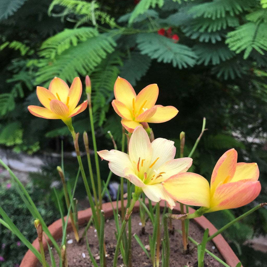 king lily flower Buy Rain Lily King Ransom Bulbs – Rare Monsoon Collection