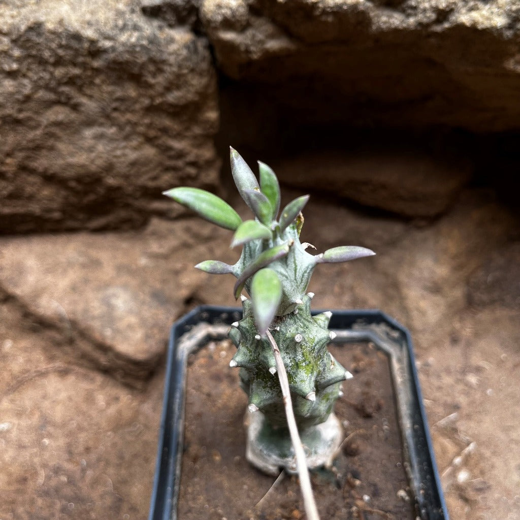 Kleinia saginata Succulent Plant - myBageecha