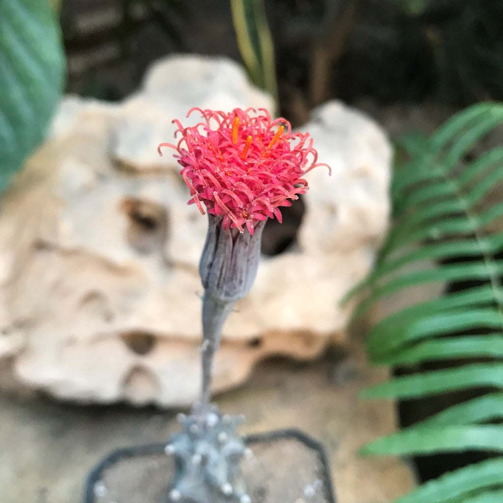 Kleinia saginata Succulent Plant - myBageecha