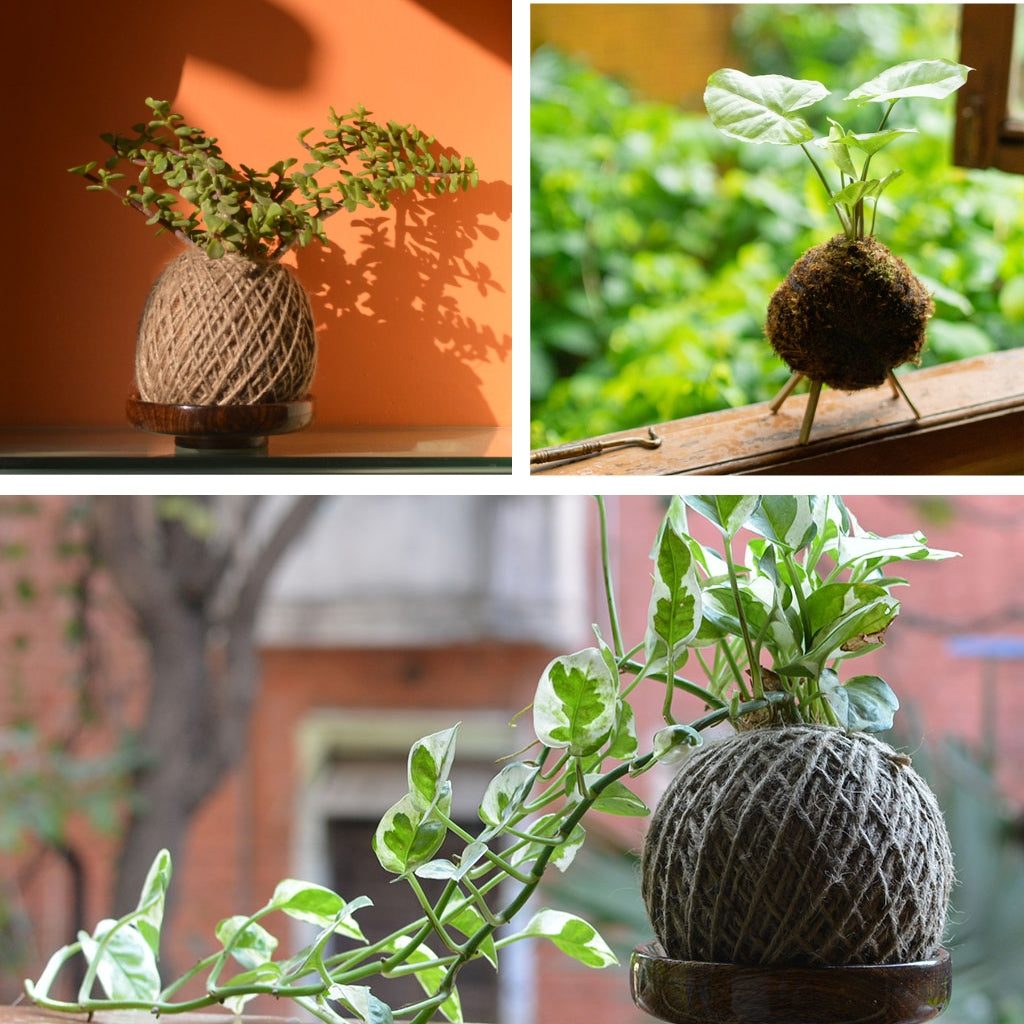 Cute Kokedama Moss Balls Combo of 3 - Kokedama Moss Ball Dwarf Jade + Kokedama Moss Ball Pearls and Jade Pothos + Kokedama Moss Ball Syngonium White Butterfly Plant - myBageecha