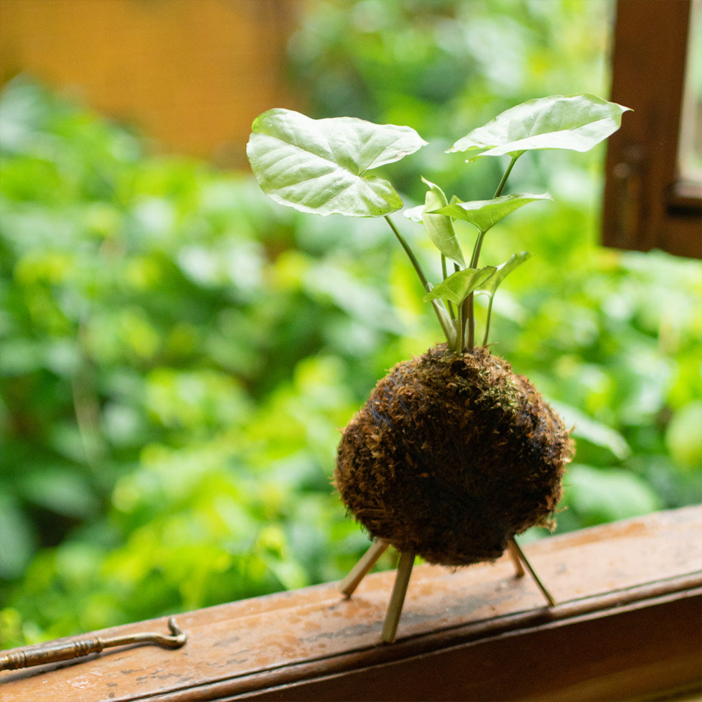 Cute Kokedama Moss Balls Combo of 3 - Kokedama Moss Ball Dwarf Jade + Kokedama Moss Ball Pearls and Jade Pothos + Kokedama Moss Ball Syngonium White Butterfly Plant - myBageecha