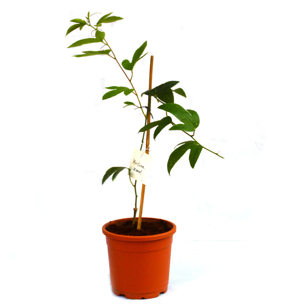 Krishna Kamal Passiflora Incarnata Plant - myBageecha