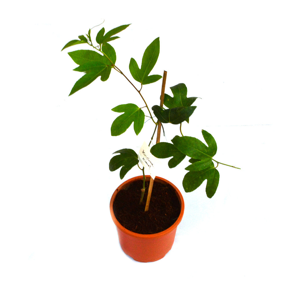 Krishna Kamal Passiflora Incarnata Plant - myBageecha
