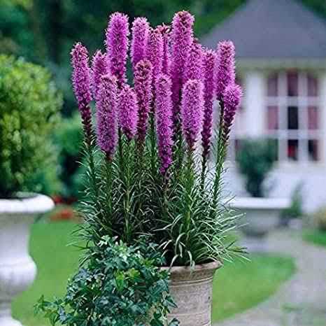 Liatris Spicata Bulbs-myBageecha