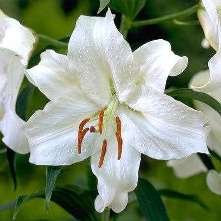 Lilium Oriental 'Casa Blanca'-myBageecha