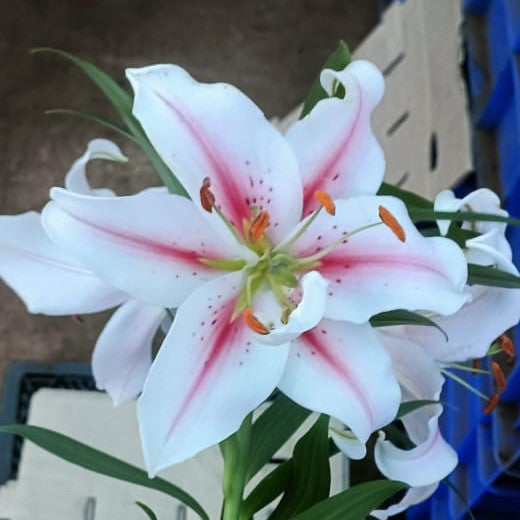 Lilium Oriental 'Domaso' -myBageecha