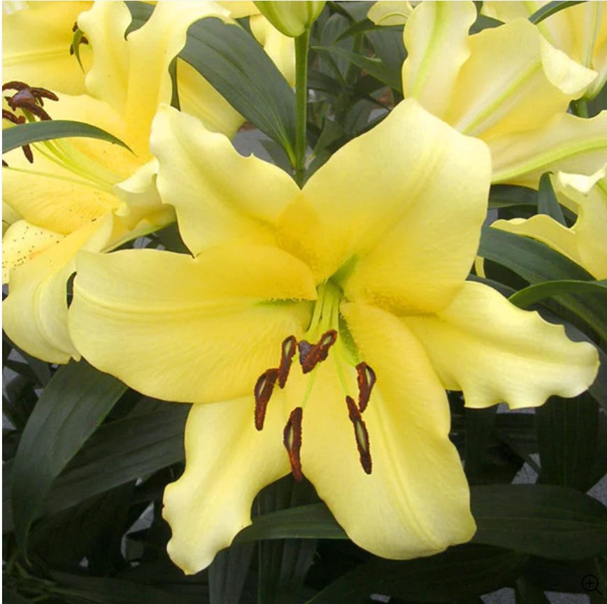 Lilium Oriental 'Outback'-myBageecha