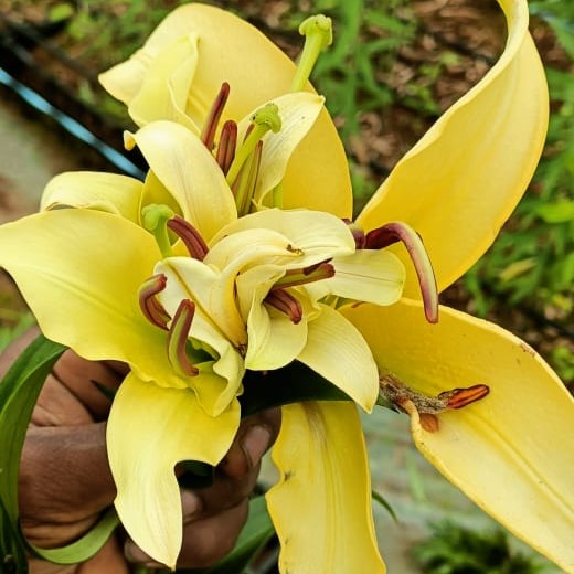 Lilium Oriental 'Outback'-myBageecha