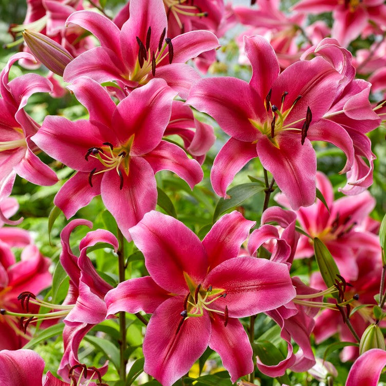 Lilium Oriental 'Sensi Red' (Bulbs)-myBageecha