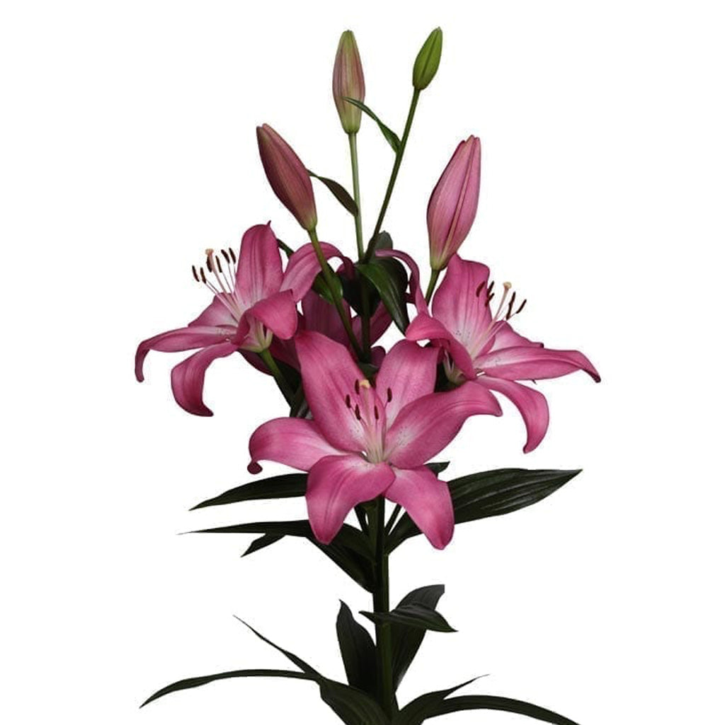 Lilium Asiatic Arbatex - myBageecha