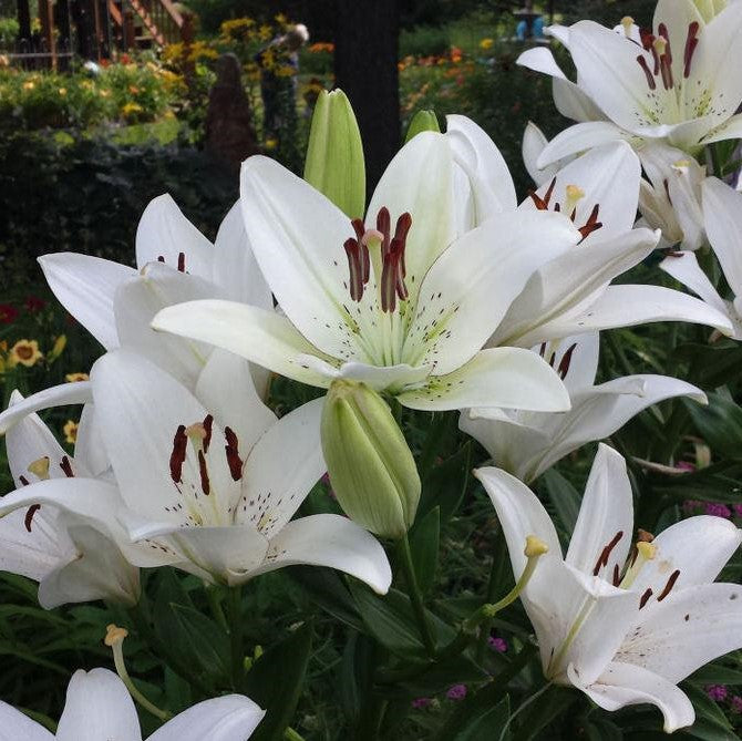 tiny crystal asiatic lily Lilium Asiatic Eyeliner Bulbs – White Lilies with Edge