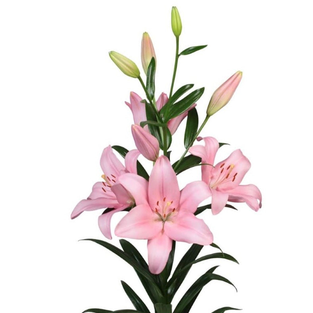 Lilium Asiatic Paciano-myBaeecha