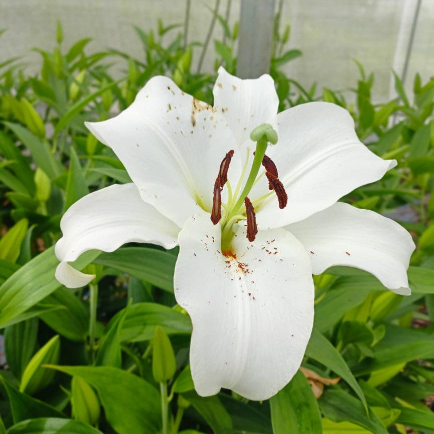 Lilium Oriental 'Casa Blanca'-myBageecha