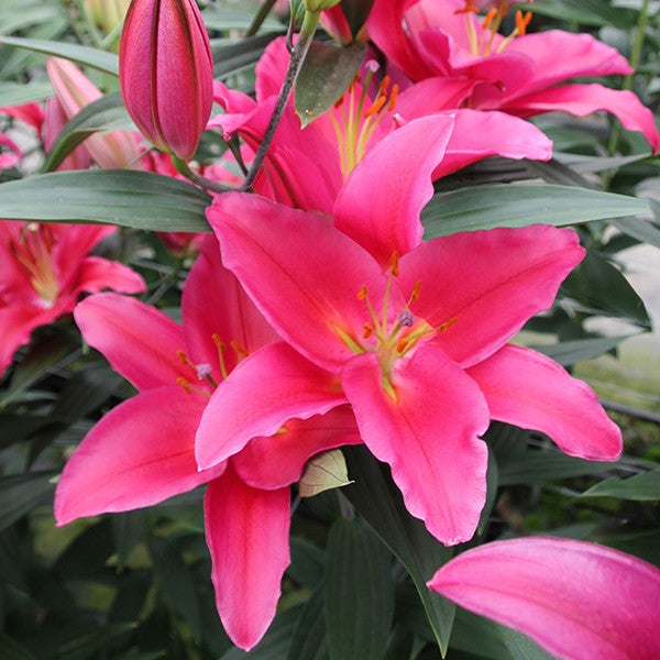 Lilium Oriental 'Sensi Red'-myBageecha