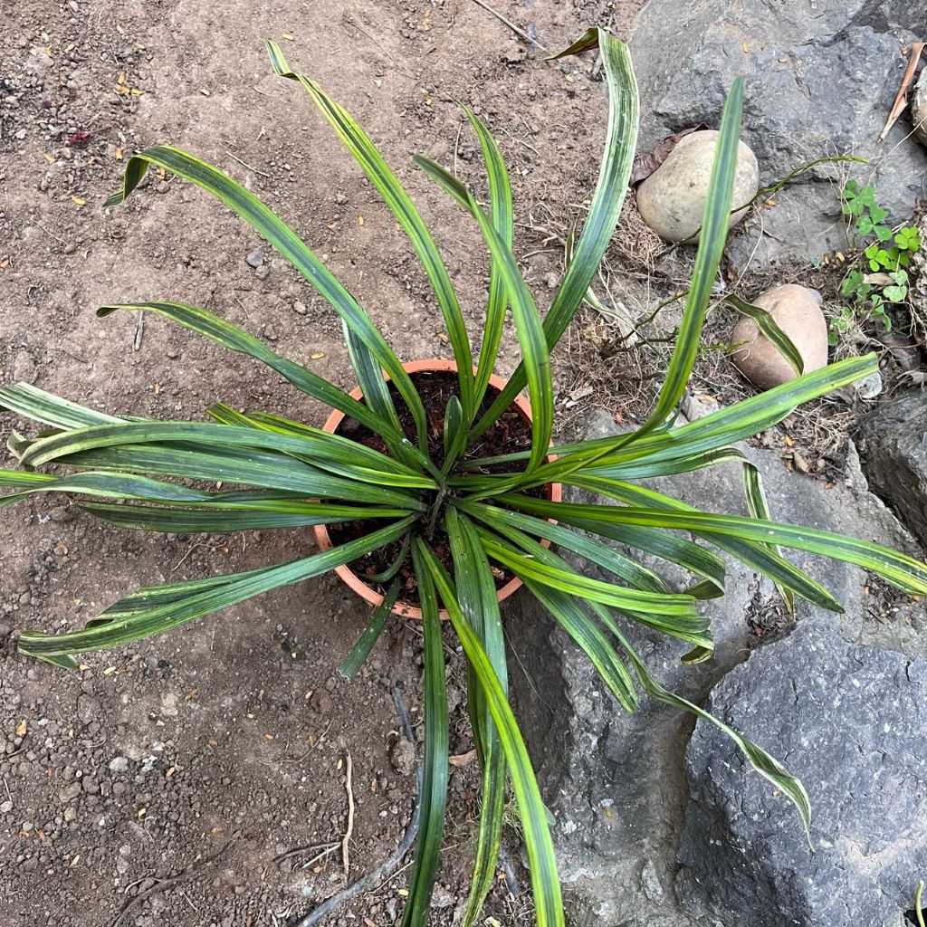 Liriope muscari 'Variegata'-myBageecha