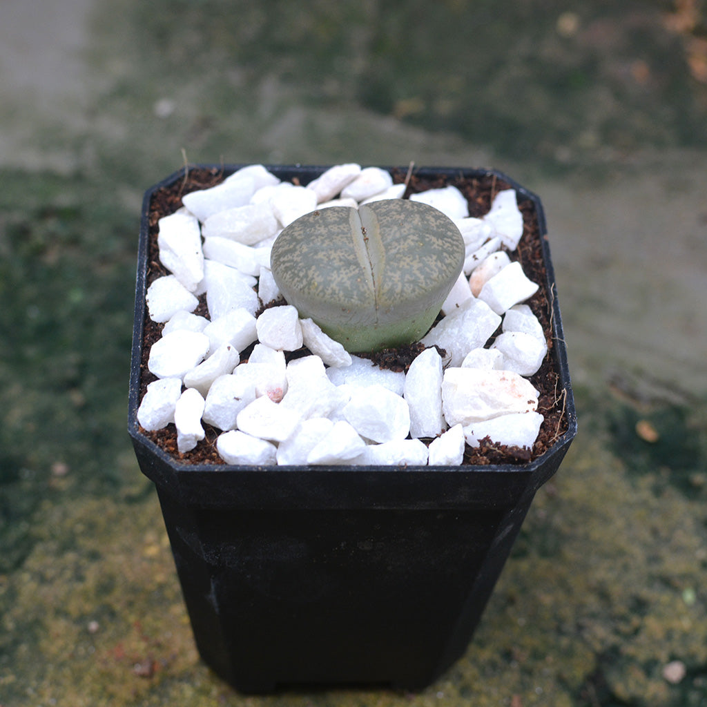 Lithops Lesliei var. Venteri Living Stone Succulent Plant - myBageecha