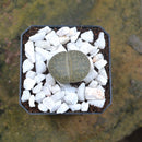 Lithops Lesliei var. Venteri Living Stone Succulent Plant