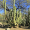 Lophocereus schottii var.monstros cactus plant
