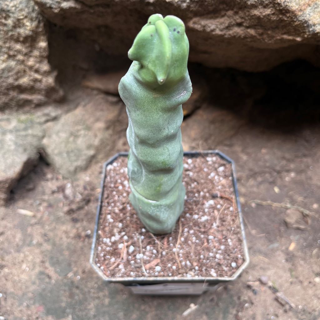 Lophocereus schottii var.monstros cactus plant - myBageecha