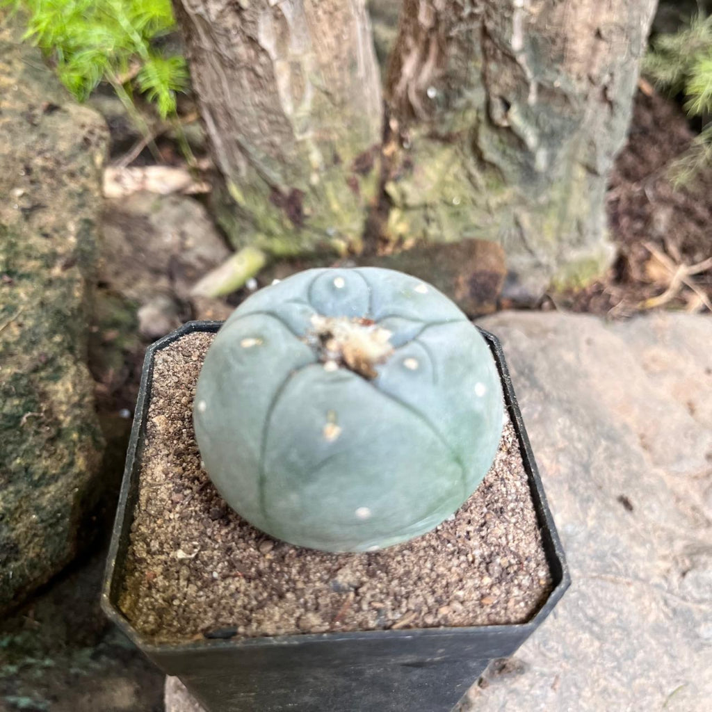 Lophophora Fricii cv Kikko Cactus Plant-myBageecha