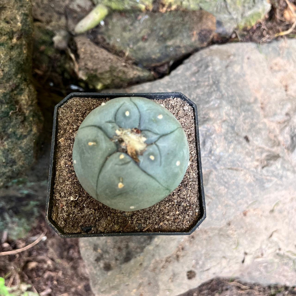 Lophophora Fricii cv Kikko Cactus Plant-myBageecha